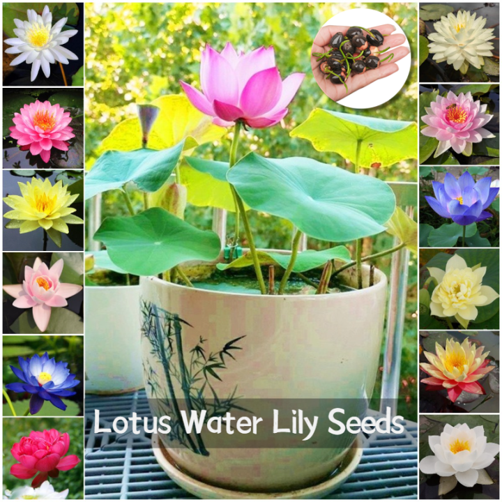 100 Original Seed Lotus Water Lily Seeds Flower Seeds For Planting   Ba38f79ed5447fe1c0f75e5d0cce8b59  720x720q80 