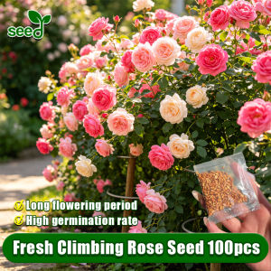 [Selected Seeds 100pcs] 100% Authentic Mixed Colors Climbing Rose Seeds for Planting & Gardening Fragrant French Climbing Rose Flower Seed Rose Flowering Plant Seeds Bonsai Climbing Roses Live Plants Garden Balcony Indoor Potted Climbing Rose Seedlings