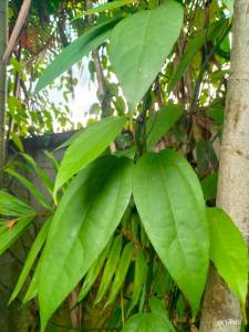 ใบรางจืด ปลูกตามธรรมชาติ  เก็บสดทุกวัน ออแกนิค ปลอดภัย💯% คละใบเล็กใหญ่