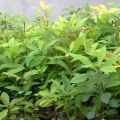 Cây Lộc Vừng - cây cảnh trong nhà. 