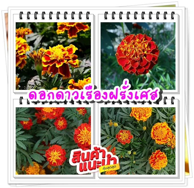 เมล็ดพันธุ์ดาวเรืองฝรั่งเศส 200 เมล็ด พร้อมคู่มือการเพาะปลูก