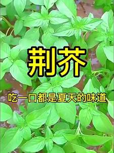 Large-leaf Schizonepeta Henan catnip four-season vegetable from Henan origin spring-sown cold-resistant variety
