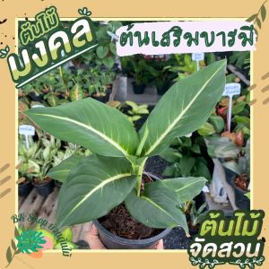 ต้นเสริมบารมี บารมีเศรษฐี ต้นไม้มงคล ต้นไม้  เสริมโชคลาภ พร้อมกระถาง 6นิ้ว ต้นไม้มงคลปลูกในบ้าน ต้นไม้ฟอกอากาศ ต้นไม้ปลูกในบ้าน ต้นไม้มงคล