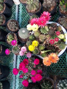 Xương Rồng Combo nhiều loại lobi xổ số  Có tặng kèm chậu nhựa nhỏ