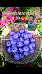 เหรียญโปรยทานตัวเปล่า เหรียญโปรยทาน สีม่วง (แพ็ค 50ลูก) งานบุญ งานบวช