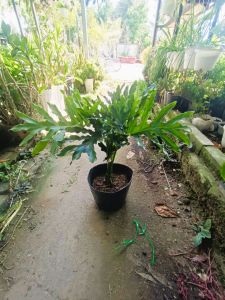 Cây Trầu bà Thanh Xuân  Cây Trầu Bà Phong ThủyCây Trầu Bà Trang Trí Nội Thất (hợp mệnh mộc). Trang trí nhà cửa sân vườn.