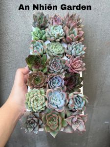 ComBo 21 cây Sen Vỉ (2-3cm) xuất xứ Đà Lạt già cây thuần khí hậu. ( giao ngẫu nhiên )