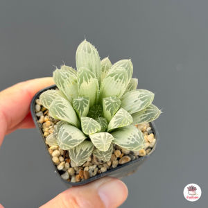 Haworthia Silver Swirl ไม้อวบน้ำ กุหลาบหิน cactus&succulentหลากหลายสายพันธุ์