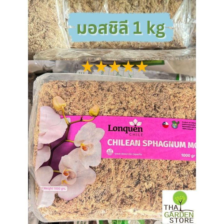 สแฟกนั่มมอสชิลี 1 kg. เกรด AAAAA เส้นใยยาวพิเศษ สำหรับปลูกกล้วยไม้และเฟิร์น