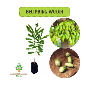 BIBIT BELIMBING WULUH Aneka bibit unggul NIRWANA