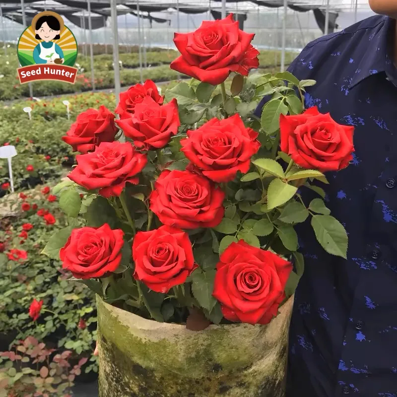 natural fertilizer for rose plant Espoma Rose Tone (4 lb) main image 1