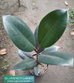 Rubber Tree " Ficus Elastica Burgundy " With FREE Plastic Pot and Garden Soil  (  Real and Lowest Price ) AGs Infinity Shop Limited Stock Only. 
