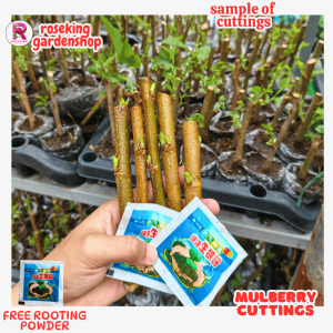 mulberry 5+2 CUTTINGS plants UNROOTED  WITH ROOTING POWDER PARA MADALING BUHAYIN seeds