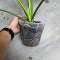 Aroid Potting Mix (Peat coarse + Perlite Cocochip med + Pumice fine + Rice husk) (6L). 