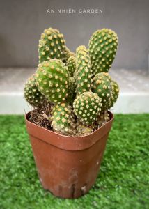 XƯƠNG RỒNG TAI THỎ SIZE 5-7cm- xuất xứ Đà Lạt khoẻ đẹpLỖI 1 ĐỔI 1