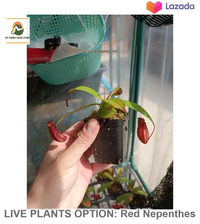 Venus Flytrap Plant / Sundew / Sarracenia Purpurea Venosa - Live ...
