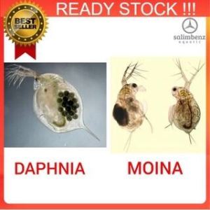 💢BUY 5 FREE 1💢 Kutu Air Moina Thai Macrocopa starter pack PROMO READY STOCK