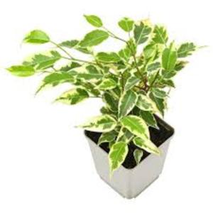 Beringin Variegata Variegated Ficus Benjamina Hijau Putih - Tanaman Hias Indoor Tahan Angin