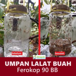Umpan Atraktan Perangkap Hama Lalat Buah FEROKOP 90 BB Bentuk Kotak Tahan 2 Bulan