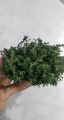 Lá Thyme tươi fresh leaves Tươi Trồng 10/50/100g. 