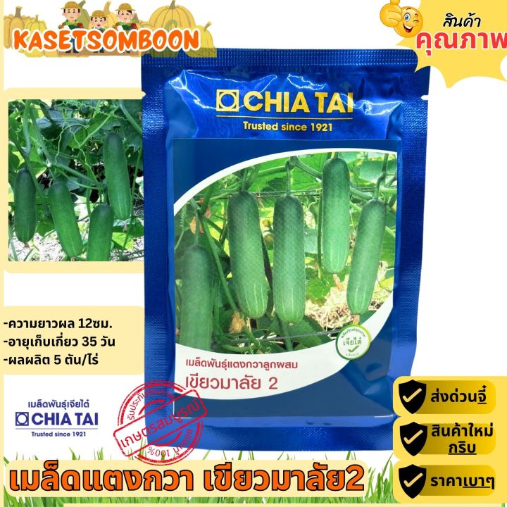 เมล็ดแตงกวาเขียวมาลัย 2 เจียไต๋ ต้านไวรัส ราน้ำค้าง