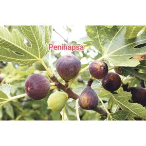 Bibit Buah Tin Super Jumbo Hasil Cangkok