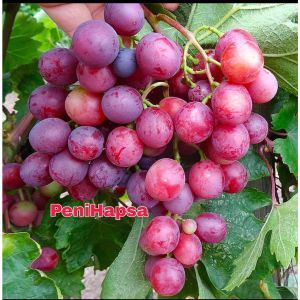 Bibit Anggur Import Merah Super Grafting