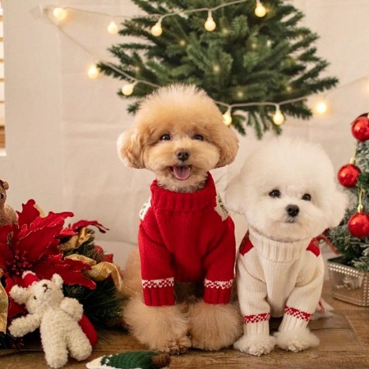 Poodle store christmas sweater