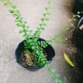 Cây Sơn Liễu - cây cảnh sân vườn. 