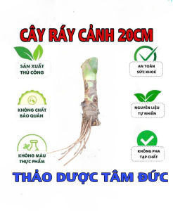 cây ráy voi cảnh cao 20cm