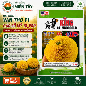 (Gói 50 hạt) Hạt Giống Hoa Vạn Thọ Mỹ KING SUTU B1 -Pro - cao lỡ - cổ lùn ( bông to chắc- cổ mập )