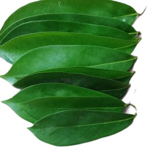 LLCs Herbal  medicine  Fresh Leaves atis by 100g Sugar apple leaves/Custard apple leaves 100g