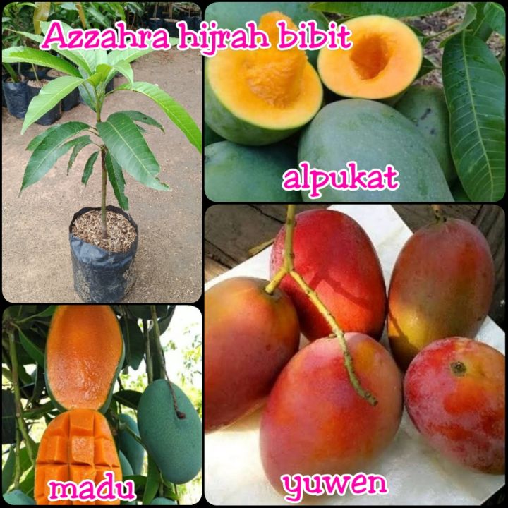 paket bibit tanaman buah mangga 3 macam