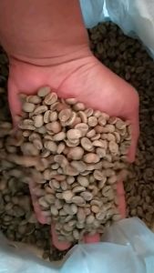 Kopi GreenBean Arabica Honey Temanggung 1kg