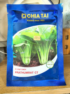 hạt giống F1 CẢI NGỌT CHIA TẢI gói 50gr | Cây to nhưng ăn rất mềm ngon ngọt và đặc biệt không bị sơ