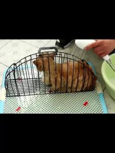 Metal Simple Cat Bath Cage Anti Seizing Fixed Wash Cat Cage Safe Portable CleaningCage Cat Shower Hair Drying