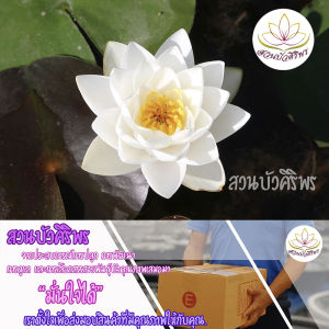 ซื้อ 1 แถม 1 บัวฝรั่ง จัสมิน บัวสีขาวสดใจ