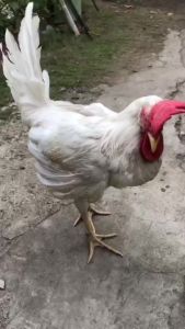 ATP Elite for Gamefowl & Racing Pigeon Energy Stamina Performance & Conditioning Supplement for Animals
