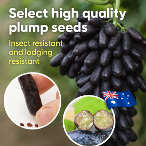 Grape Seed Early Mature Unique Flavor Crispy and Juicious August/spring High Sweetness Fruiting Large