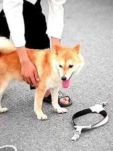 Vest Harness Leash Dog Soft Reflective Breathable Mesh Adjustable Collar for Medium & Large Dog