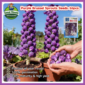 100% Legit High Germination 20pcs Purple Brussel Sprout Seeds for Planting Vegetable Plants High Yield Mini Brassica Oleracea Seeds Microgreens Seeds Bonsai Brussels Sprouts Plant Seeds Organic Vegetable Seeds for Gardening Rare Brussels Sprouts Seedlings