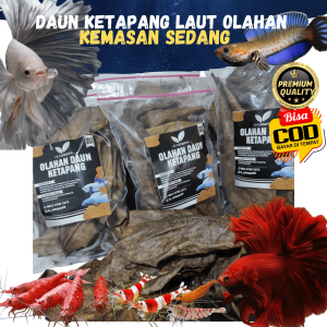 DAUN KETAPANG LAUT PREMIUM UNTUK IKAN CUPANG DAN CHANA HASIL OLAH FERMENTASI