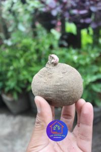 COD Paket umbi bunga dahlia jumbo siap tanam warna random tanaman hias oudoor berbunga cantik