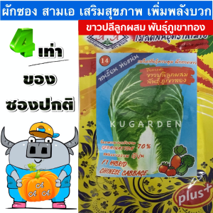 AAA 🇹🇭 ผักซอง 3A J009 #ขาวปลีลูกผสม(พันธุ์ภูเขาทอง/จิ๋นซี) ผักซองตั้ง ผักซองจัมโบ้  เมล็ดพันธุ์ผัก  AAA สามเอ