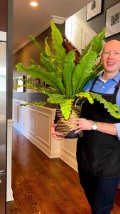 Birds nest fern เฟิร์นข้าหลวง เฟิร์นข้าหลวงหลังลาย เฟิร์นรังนก เฟิร์นข้าหลวงโอซาก้า ขนาดM