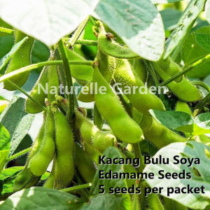 Benih Edamame Kacang Bulu Edamame Seeds Benih Sayur Vegetable Seeds 5 seeds per pack 日本毛豆种子