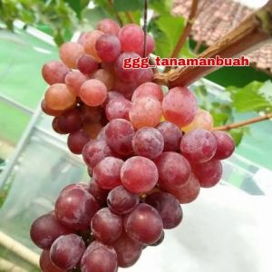 Bibit Anggur Import Jupiter Asli Grafting Super