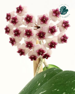 Cẩm cù Hoya Obavata: Lá đẹp hoa bền và thơm