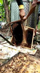 Madu Multiflora Murni Raw Honey Netto 500 gram