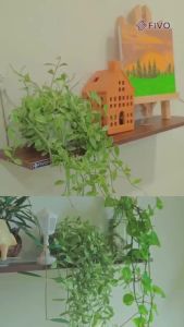 Kệ Treo Tường FIVO FB40 Trang Trí Không Cần Khoan Tặng Kèm Đinh Và Móc Treo Inox Dễ Dàng Gắn Lên Tường Decor Linh Hoạt